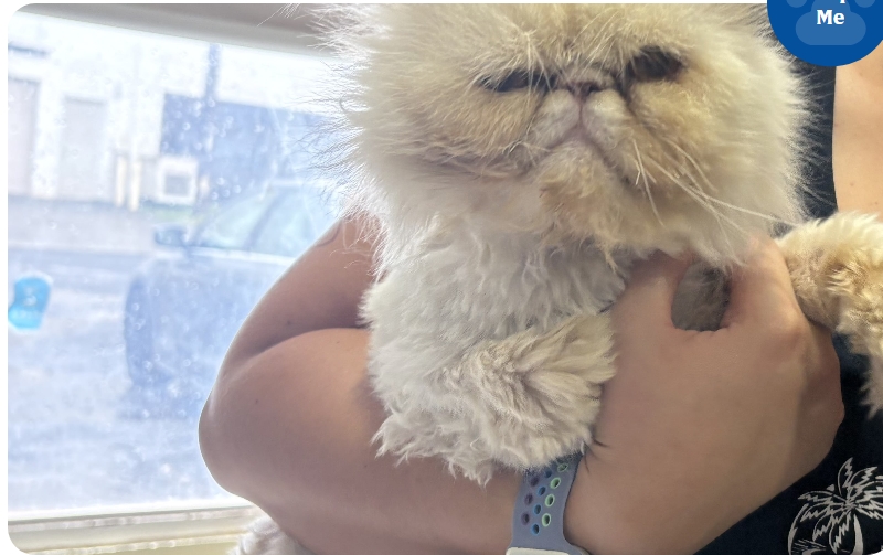 a white, fluffy, flat-faced cat named Appa